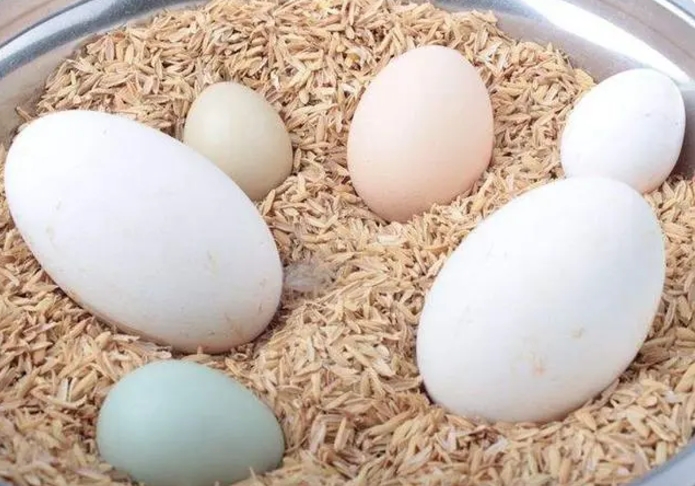 鹅蛋怎么吃？鹅蛋的功效与作用是什么？鹅蛋孕妇吃有什么好处？
